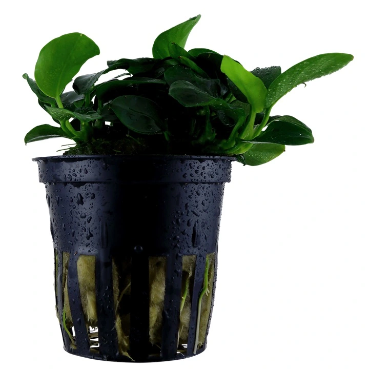 Tropica Akvarieplante i potte Anubias sp. Petite